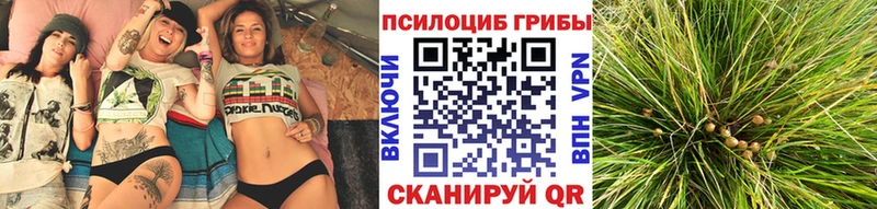 Псилоцибиновые грибы Psilocybe  Мглин 